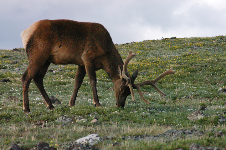 Photo of Cervus elaphus