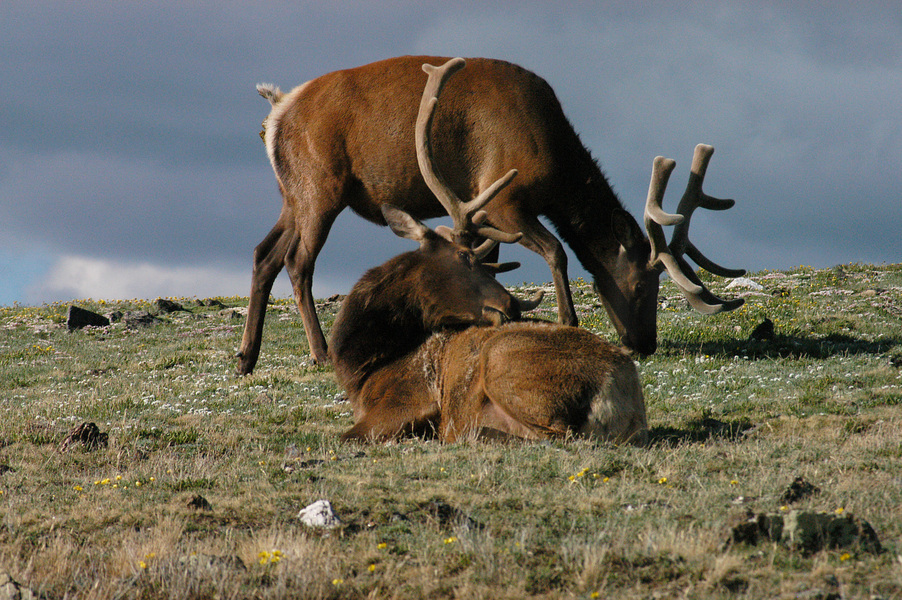 Cervus