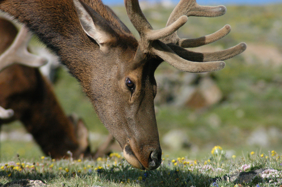 Cervus