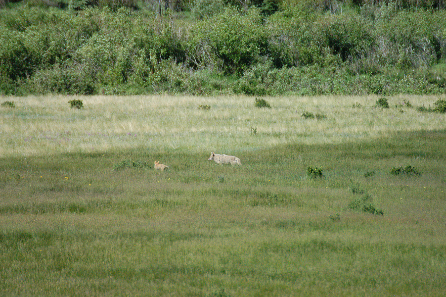 Canis latrans