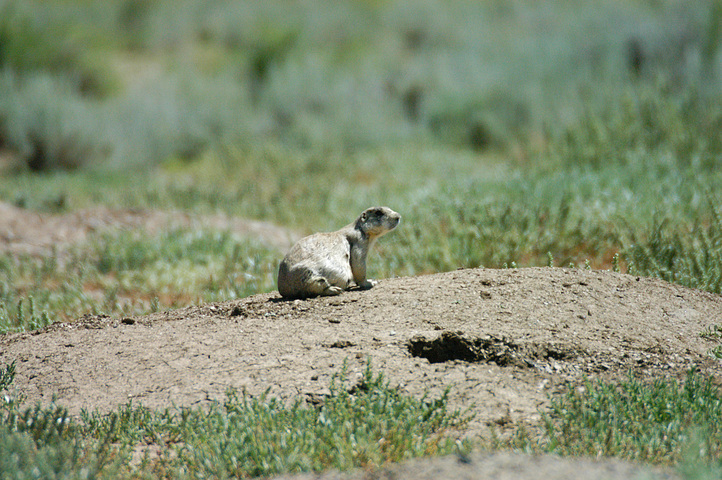 Photo of Cynomys leucurus