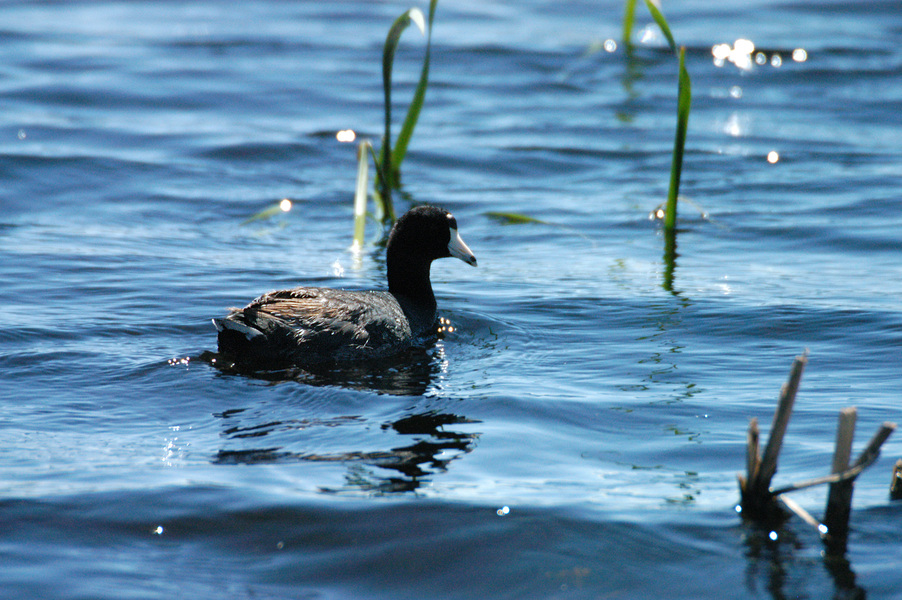 Fulica