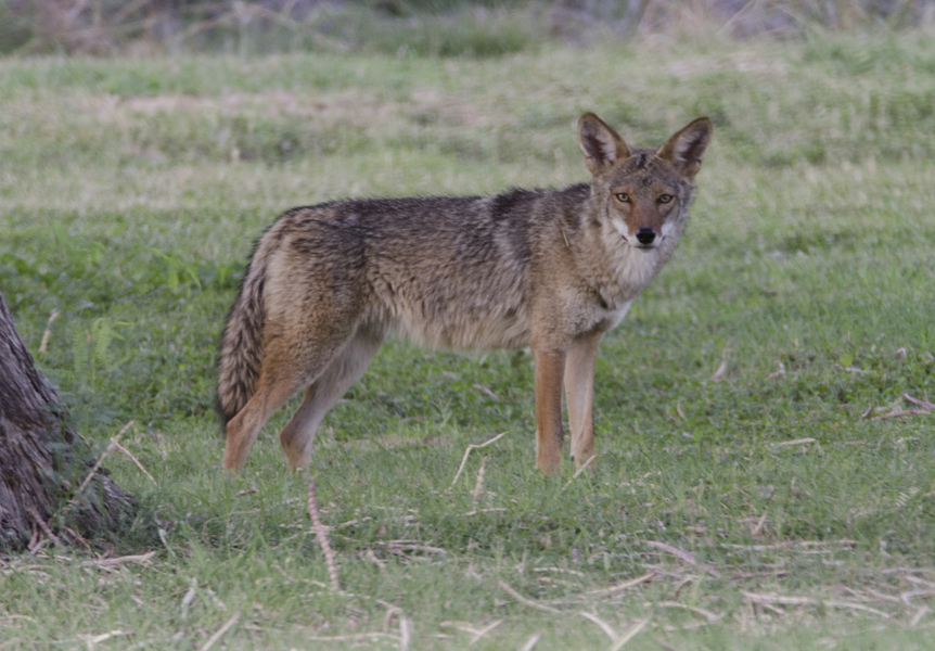 Eumetazoa