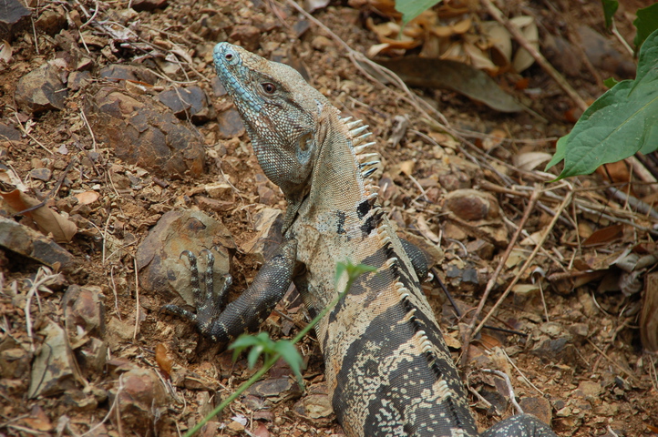 Photo of Ctenosaura similis