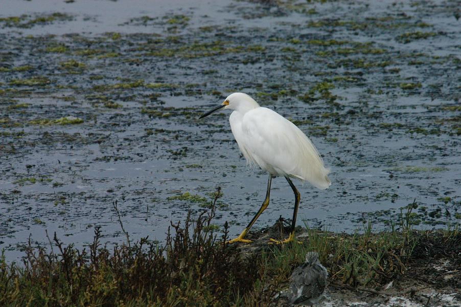 Egretta