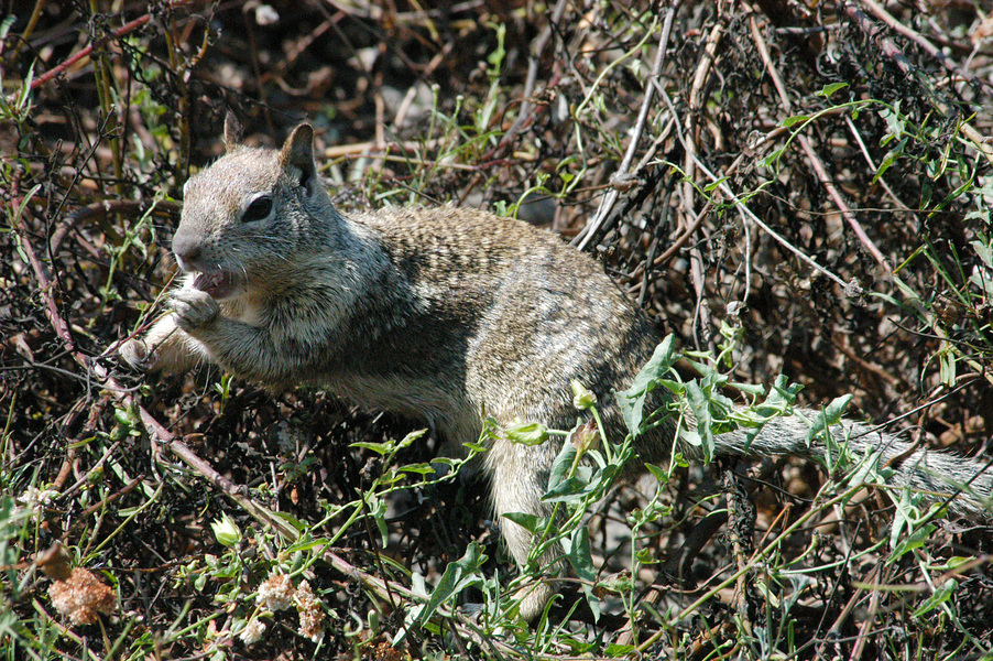 Eumetazoa