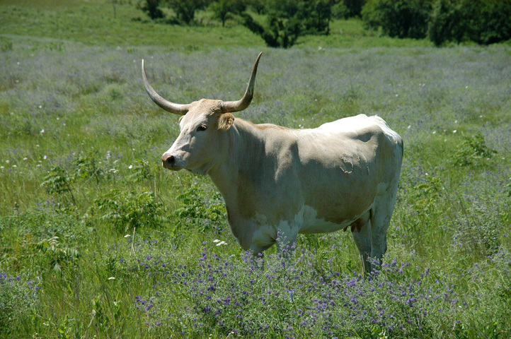 Photo of Bos taurus