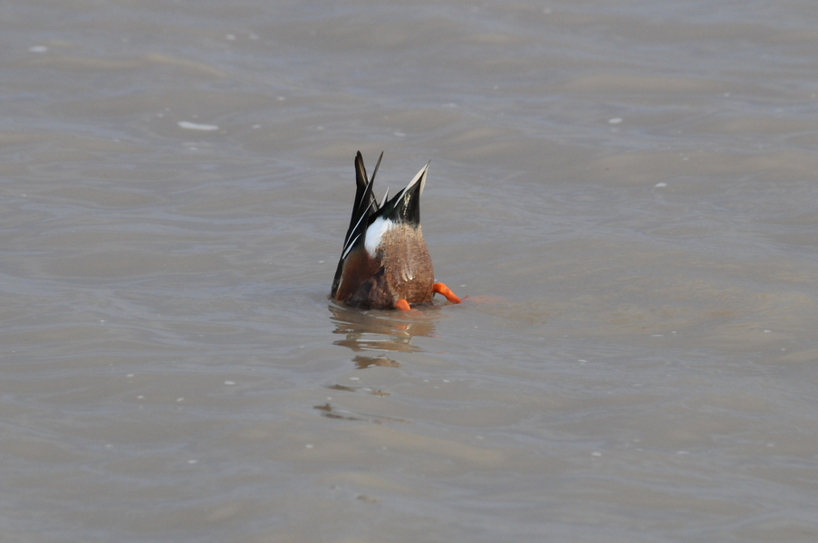 Anseriformes