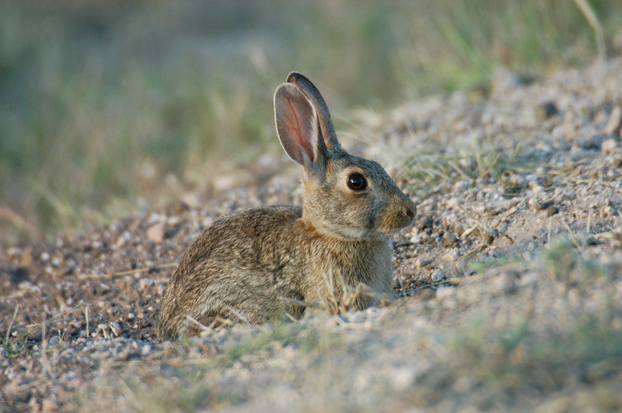 Eumetazoa