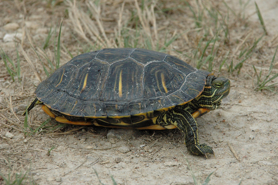 Trachemys scripta