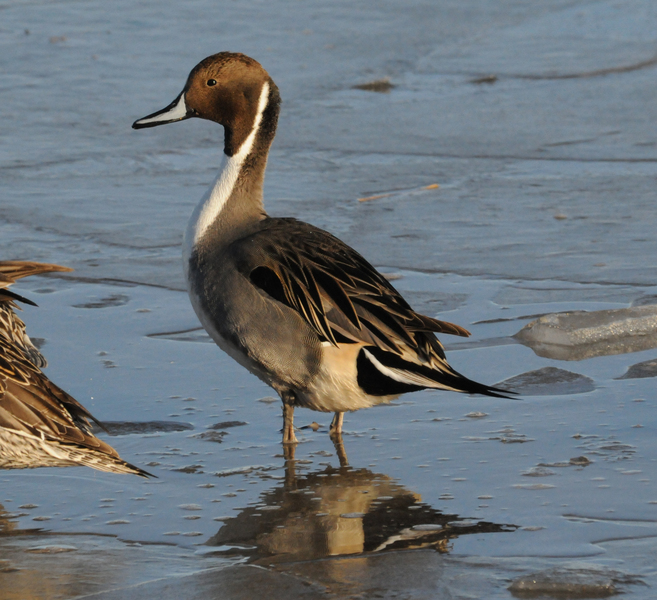 Anseriformes