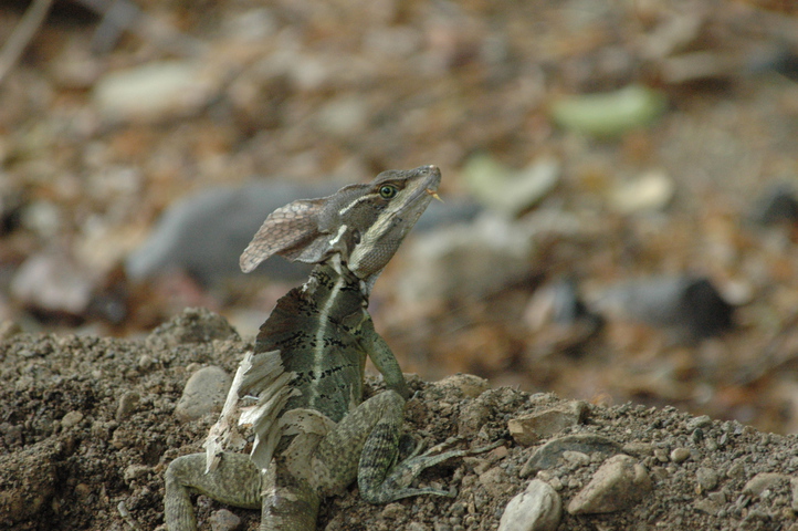 Photo of Basiliscus vittatus