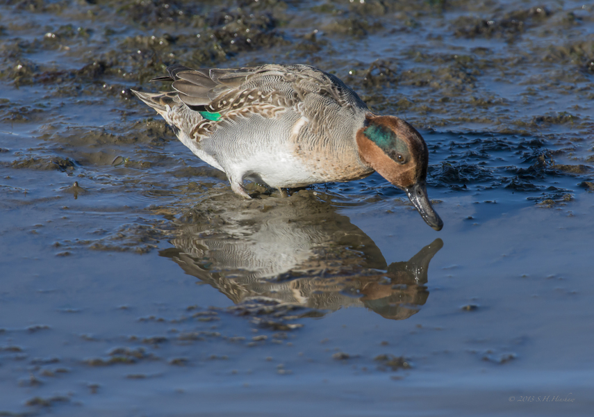 Green-winged_Teal-maleSHH_2152