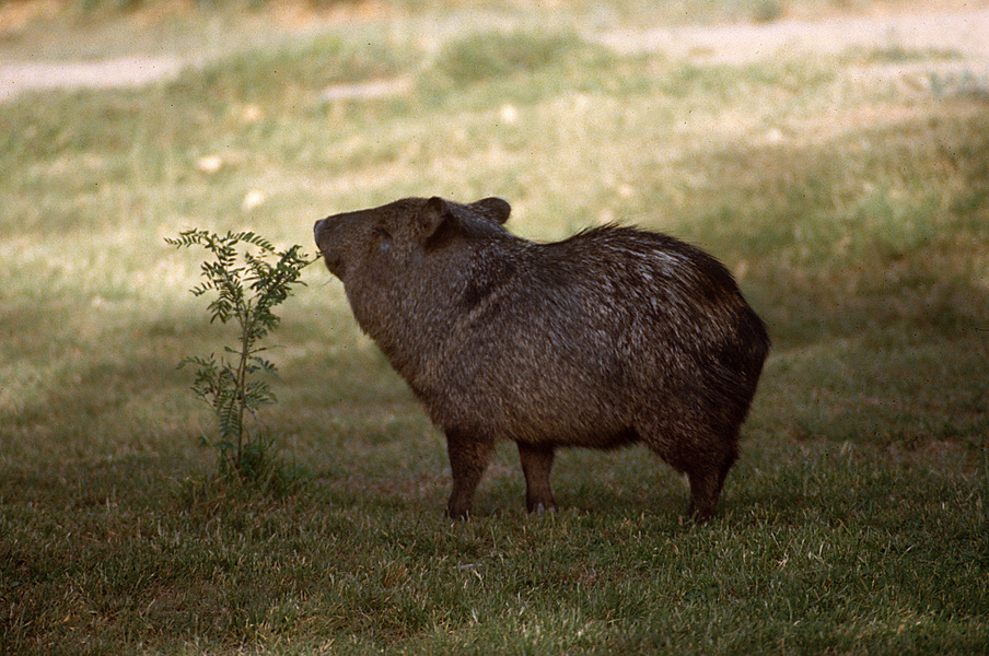 Artiodactyla