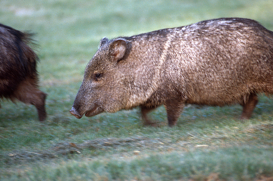 Artiodactyla