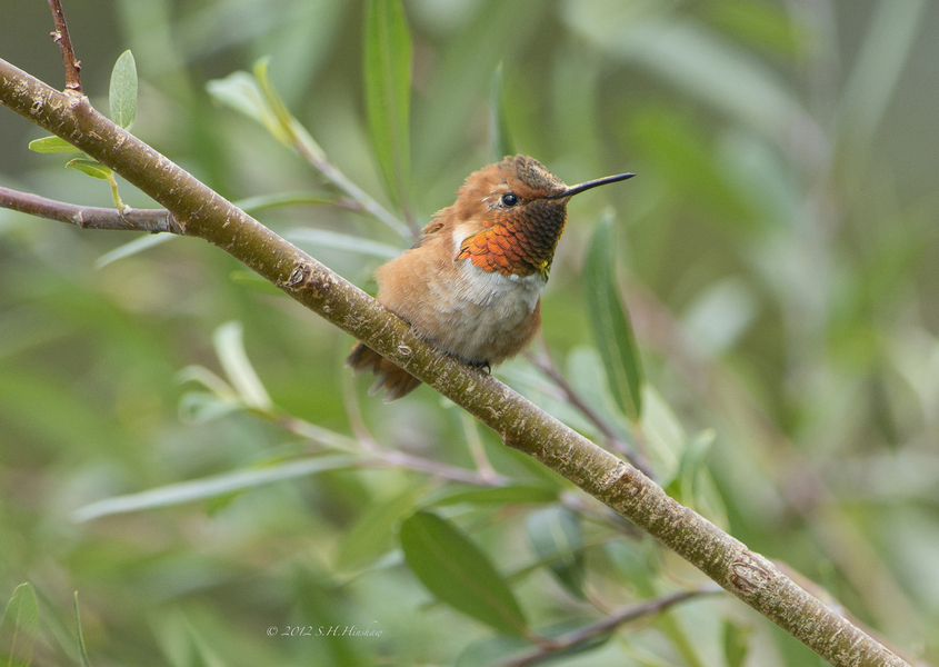 Rufous_HummingbirdSHH_4564