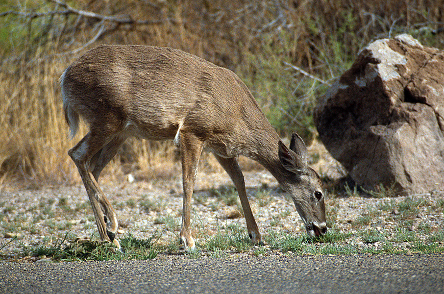 Capreolinae