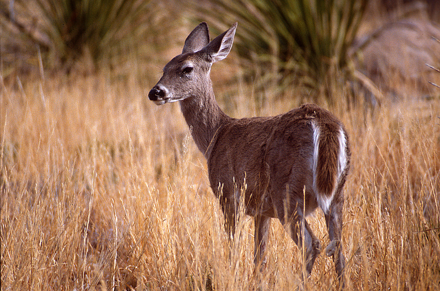 Odocoileus