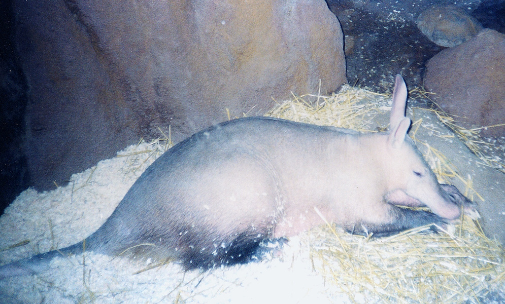 aardvark