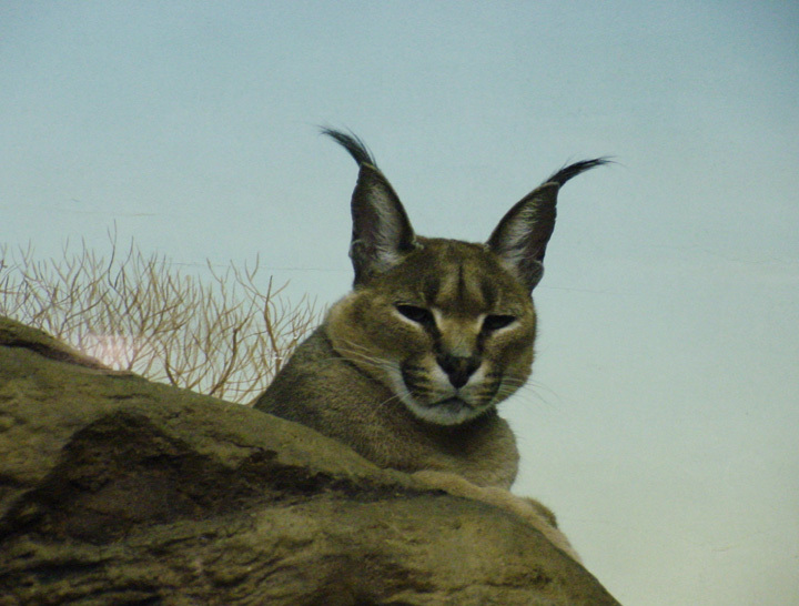 Caracal caracal