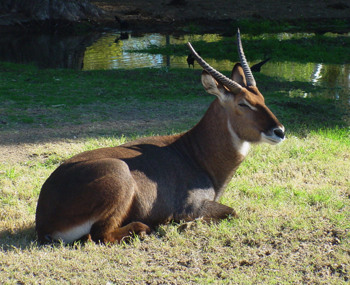 Artiodactyla