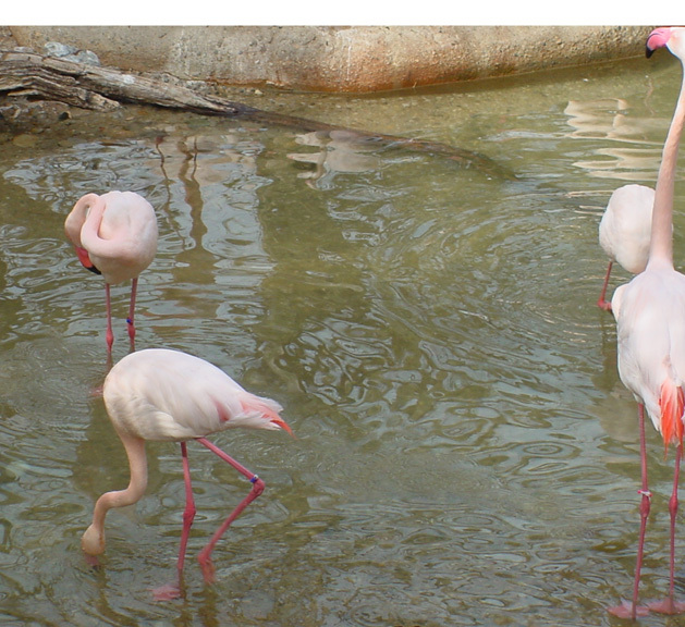 Phoenicopteridae