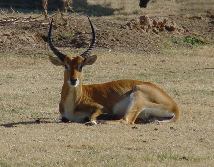 Eumetazoa