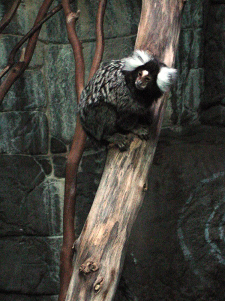 marmoset2