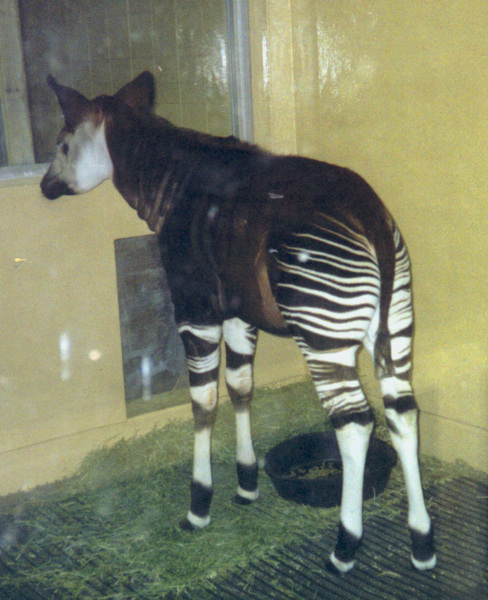 Giraffidae