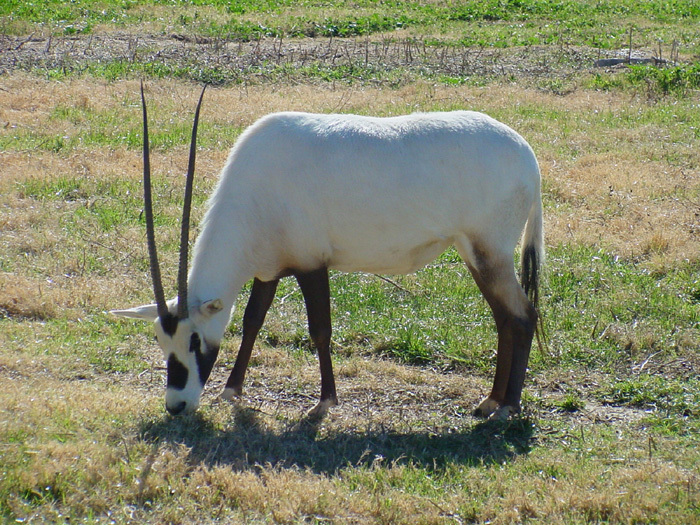 Eumetazoa