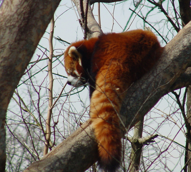 redpanda