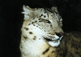 snowleopard2