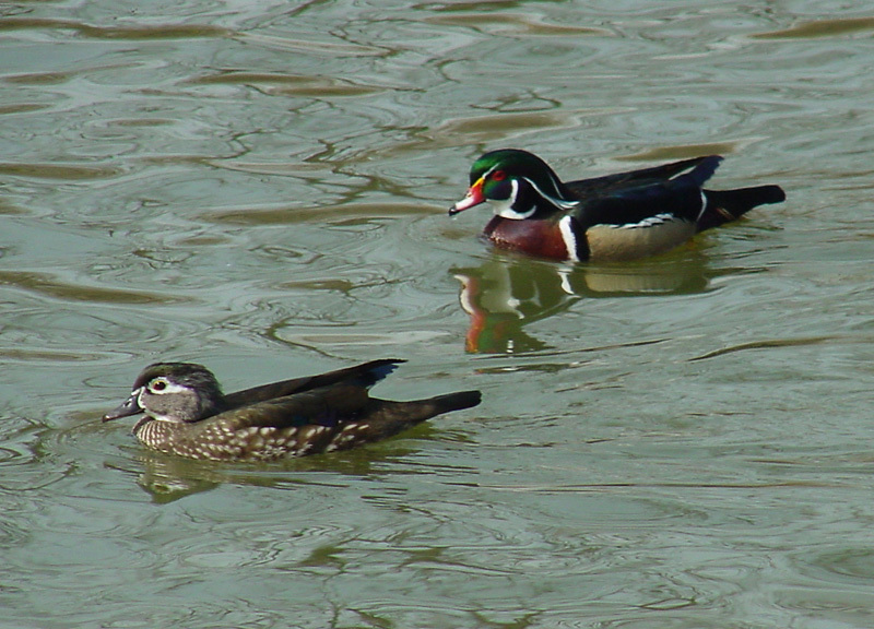 woodduck