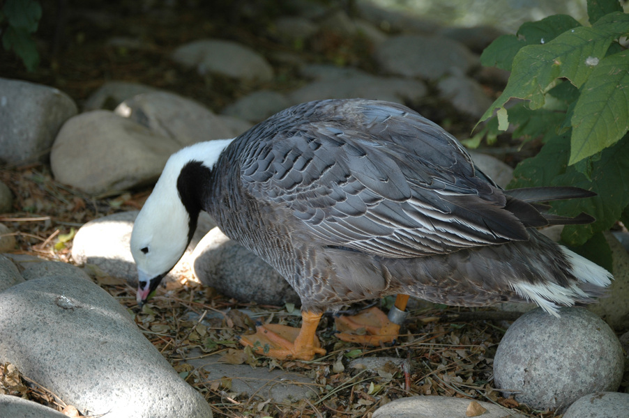 Anseriformes