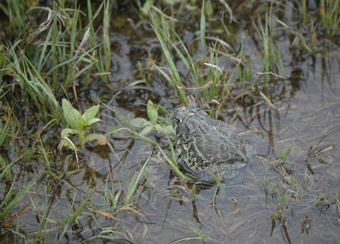 Photo of Anaxyrus cognatus