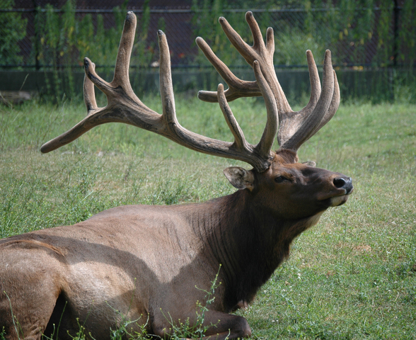 Photo of Cervus elaphus