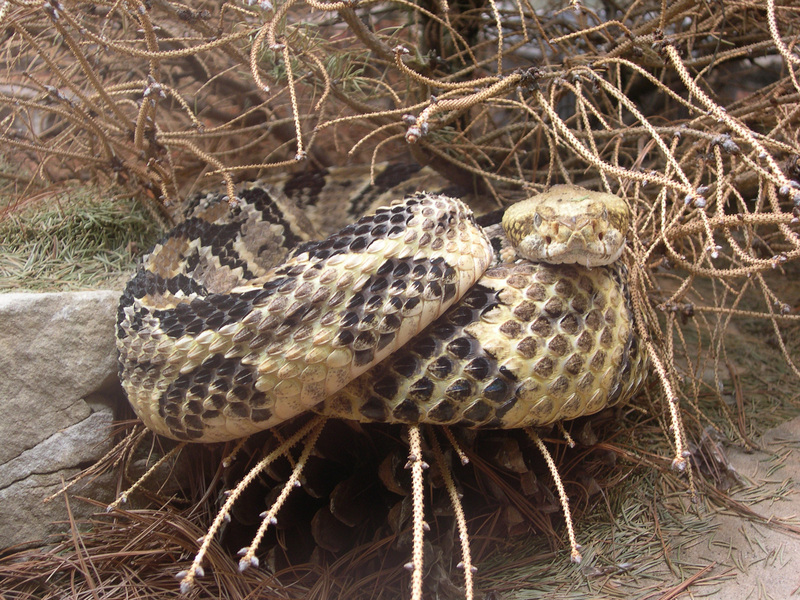 Crotalus_horridus_atricaudatus