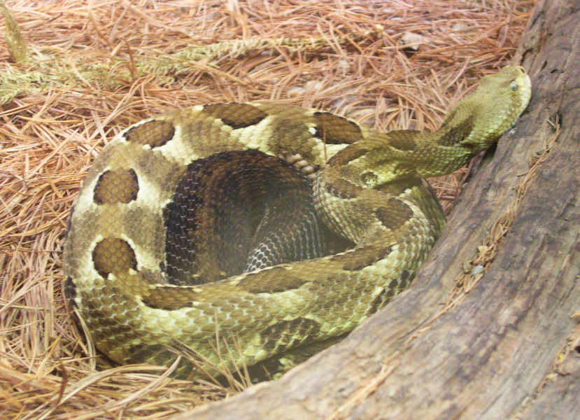 Crotalus_spp