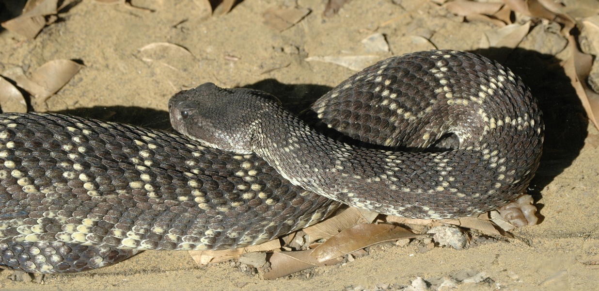 Crotalus_viridis_oreganus