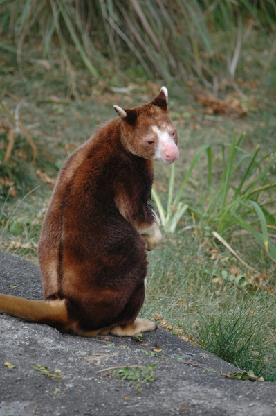 Diprotodontia