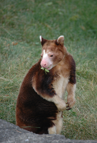 Eumetazoa