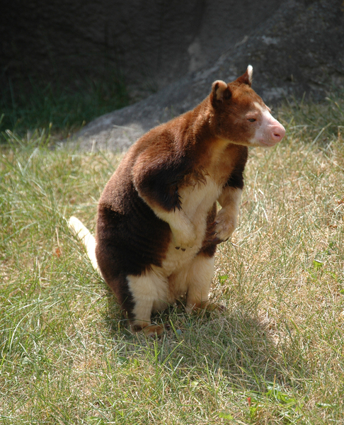 Diprotodontia