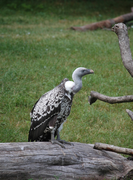 Falconiformes