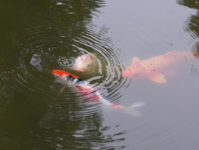 Photo of Cyprinus carpio