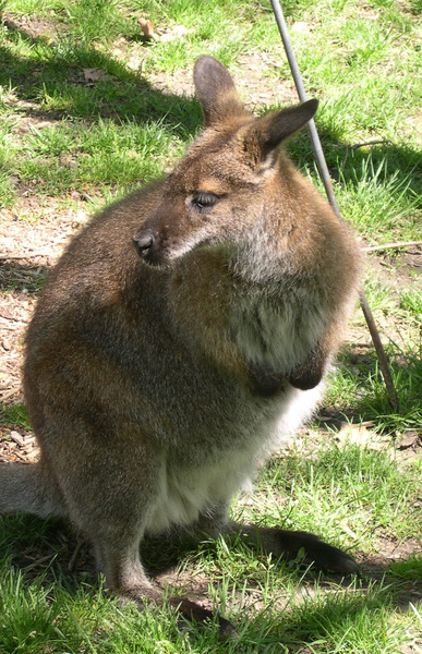 Macropodinae