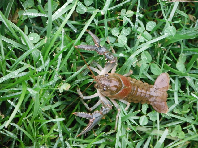 Photo of Orconectes virilis