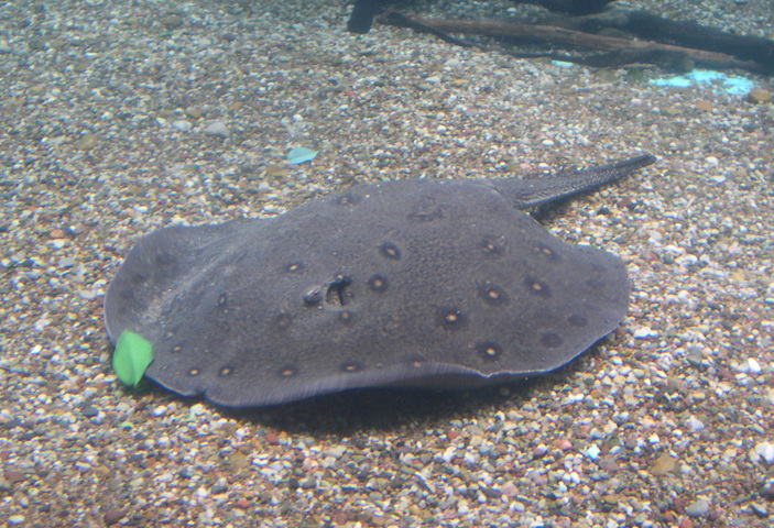 Photo of Potamotrygon motoro