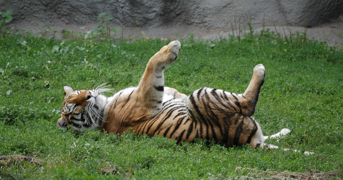 Panthera tigris