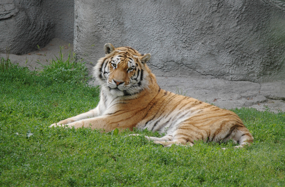 Panthera tigris