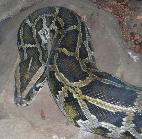 Photo of Python molurus